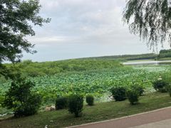 -丁香湖公园