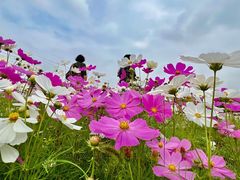 -花开海上生态园