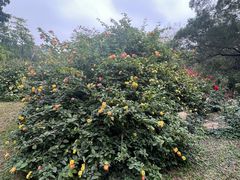 -人民公园(罗湖区)