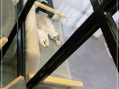 -松果猫咖(桐乡吾悦金街店)