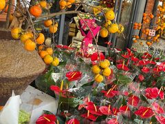 -溪岸路花鸟市场