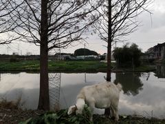 -喜杨洋草莓采摘园