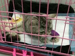 -佳怡动物医院·平价24小时·猫专科骨外科