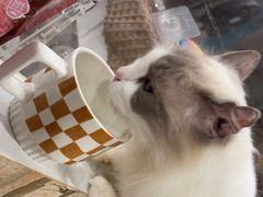 -楼上猫咖(罗湖店)