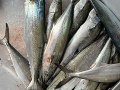 -日照世帆赛基地