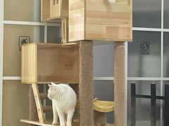 -鼓捣猫呢主题猫咖店