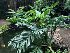 -Fern Forest Cafe