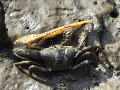 -东寨港红树林旅游区