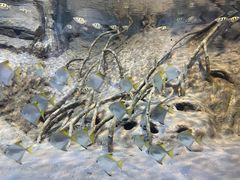 -上海海洋水族馆