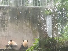 -中国大熊猫保护研究中心雅安碧峰峡基地