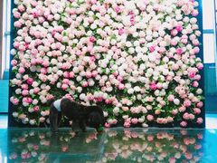 -百好乐宠物友好餐厅(朝外大街店)