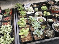 -曲阳花鸟市场(曲阳路店)