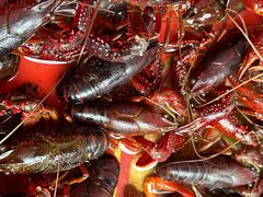 -同銮特种养殖场·龙虾垂钓