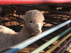 -南宫五洲植物乐园