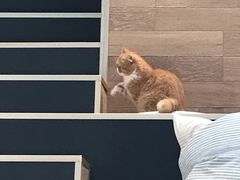 -瞄一喵猫咖(格力海岸店)