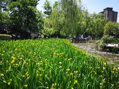 -刘老虎肉丸糊辣汤(总店)