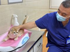 -北京观赏动物医院·24小时大型综合·猫专科·异宠专科