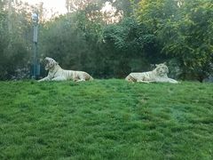 -北京野生动物园