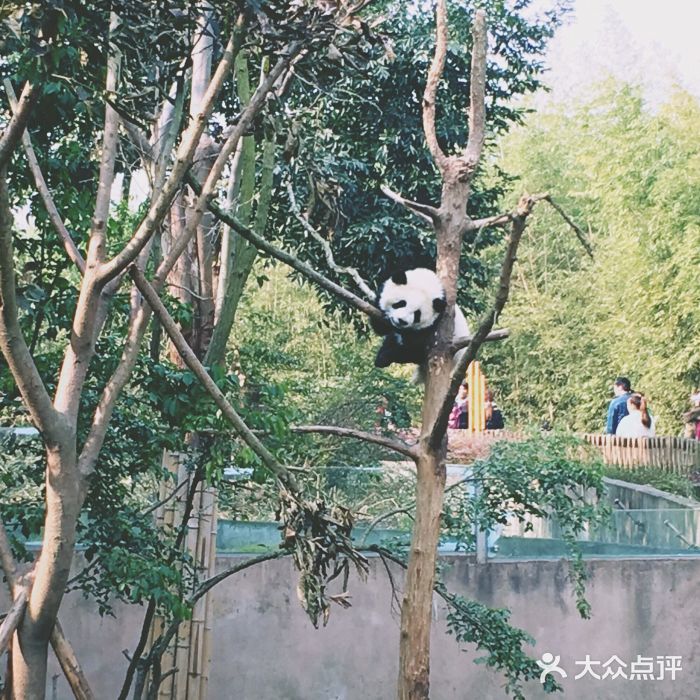 成都大熊猫繁育研究基地图片