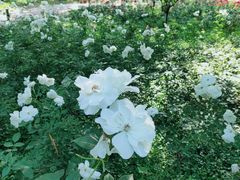 -宝鸡植物园