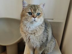 -有喵·猫咖·狗咖·30几只猫10只小狗(岗厦店)