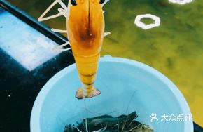 Live River Shrimp