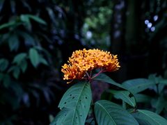 -新加坡植物园