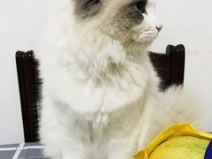 -Bastet sally猫舍购宠(静安店)