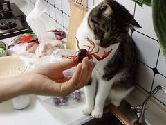 -瑞派福兴宠物医院犬猫全科·骨科·中西医结合(河东店)