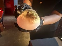 -肆月河豚·新淮扬菜·烤鸭(中关村店)