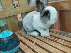 -宠物兔专门店(天丰利市场店)