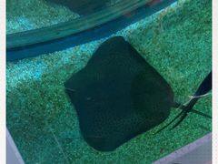 -暹罗海洋世界