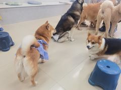 -汪说·狗咖(旺城大厦店)