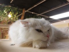-猫和宫(六道口店)