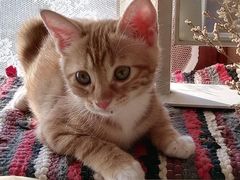 -暖阳宠物医院·犬猫康复中心·骨科