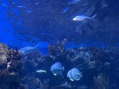 -海合安武汉极地海洋公园