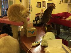 -猫色咖啡·猫咖