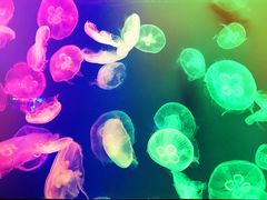 -成都浩海立方海洋公园