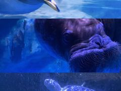 -海合安青岛极地海洋公园