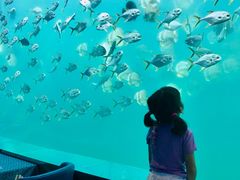 -瑞德姆美人鱼海底演艺主题餐厅(亚龙湾店)