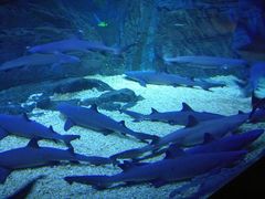 -烟台海昌鲸鲨海洋公园