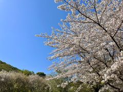 -苏州上方山国家森林公园