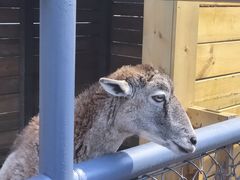 -长白岛森林公园