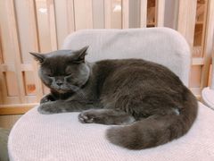 -猫和宫(六道口店)