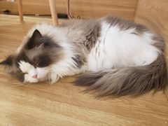 -滚猫咖啡·猫咖·猫友好撸猫(未来城店)
