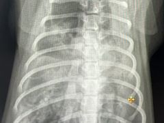 -全心全意连锁动物医院·微创中心·内科急重症·心脏专科(丰管路店)