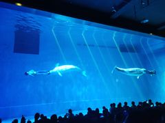 -芜湖新华联大白鲸海洋公园