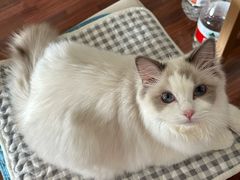 -猫大福·Fortune Cat猫舍(百子湾店)