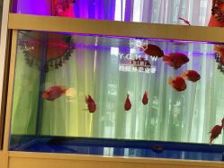 点击看大图 -WENDY·温迪皮肤管理