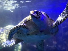 -太平洋海底世界